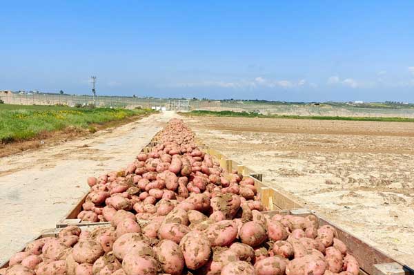 טעים ונעים בעלומים