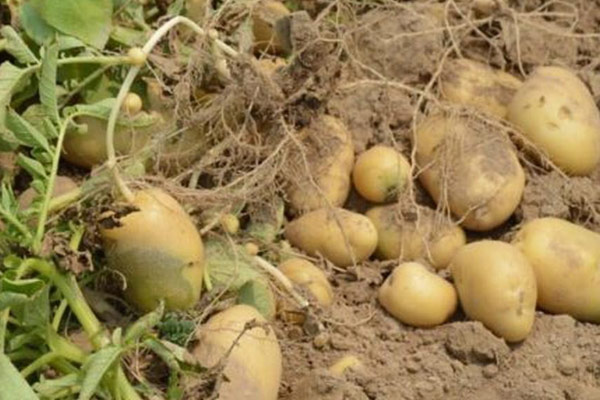 מהאדמה אל הלב סיור בנחל עוז