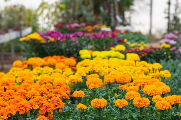 מצמיחים תקווה במושב יתד